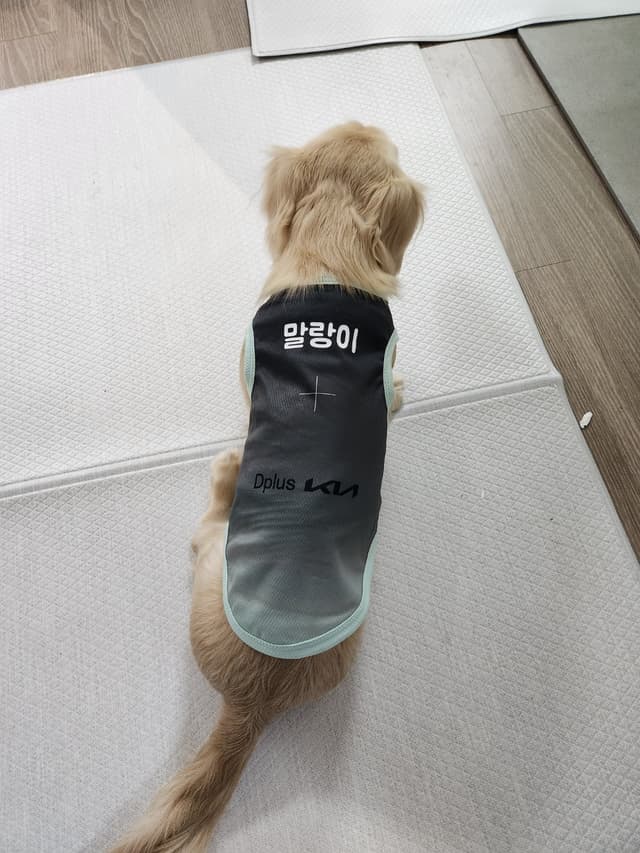 말랑이 인스타그램