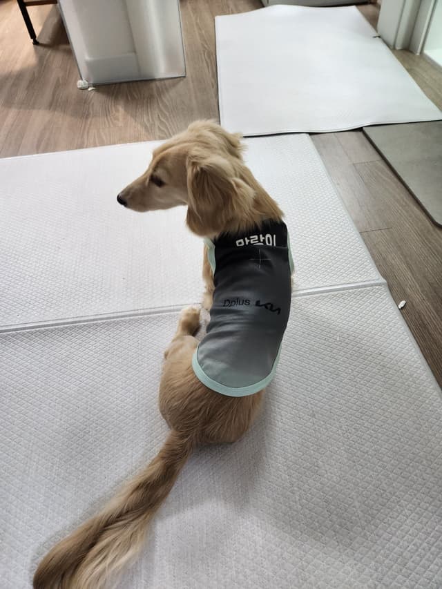 말랑이 인스타그램